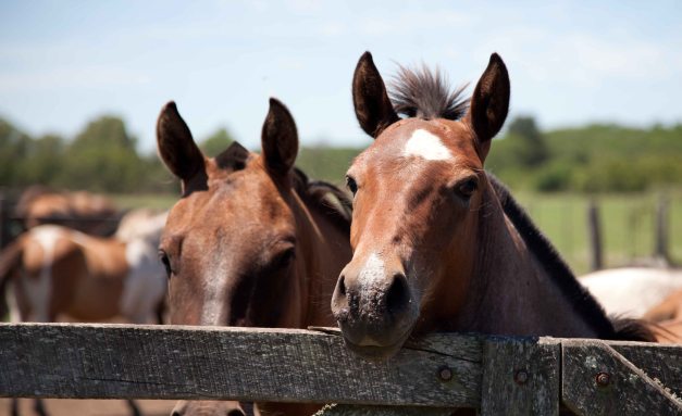 ¡Hola a todos también...!