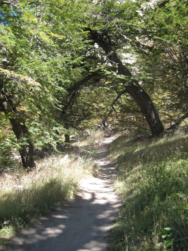 Hiking in the trees searching a walking stick for Inbal...;-)