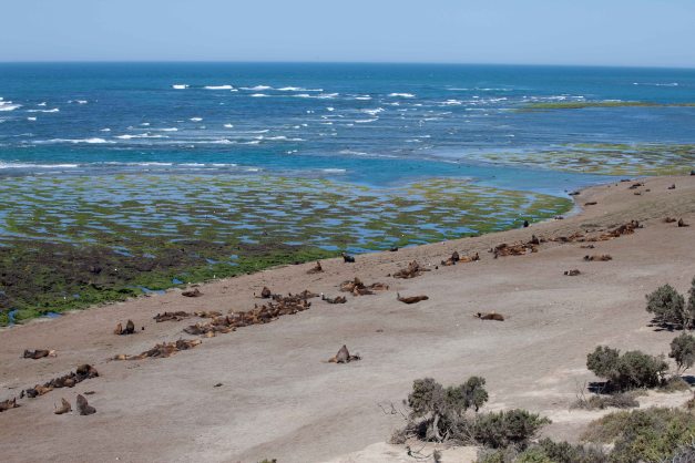 Sea lion colony at Peninsula Valdez
