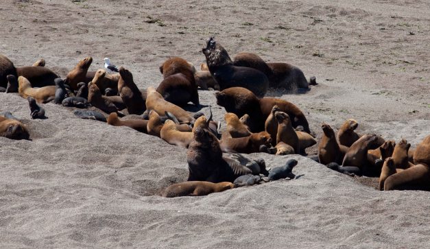 ...and they are making a lot of noise.