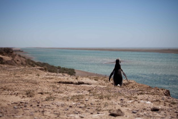 Lonely penguin at Peninsula Valdez looking for his friends in Punta Tombo...