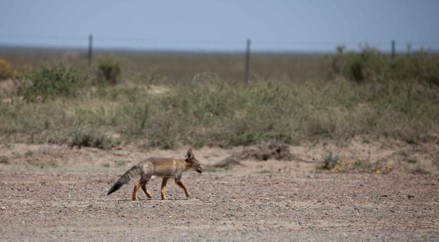 ...and here's a desert fox...