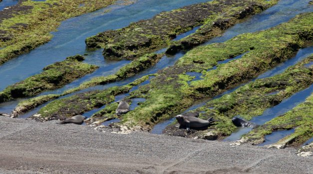 ...and those guys are (no, not sea lions) sea elephants as I was told.