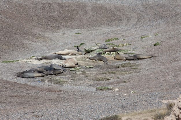 Sea lions far away from the beach...