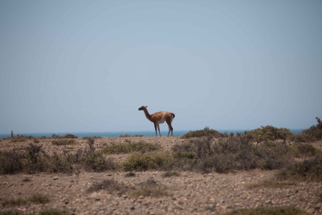There are other animals out there as well - a lonely Guanaco...
