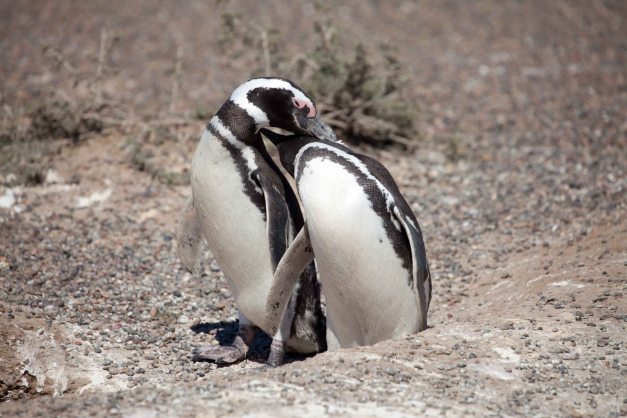 Two penguins kissing...?