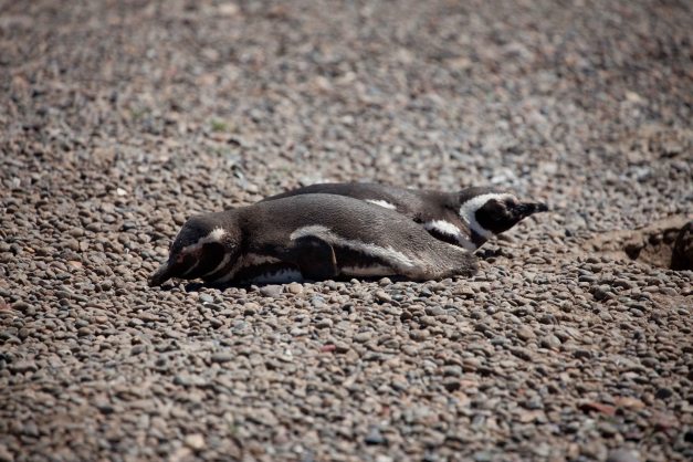 Two penguins or a two-headed one?