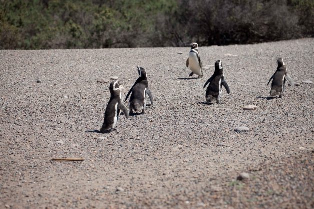 Road rules must be followed at all times - you always walk on the right side of the street only...