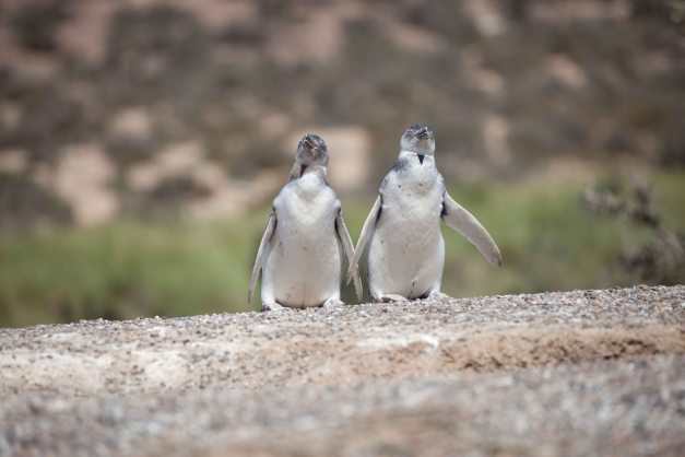 We hope you enjoy your stay in penguin country - see you!