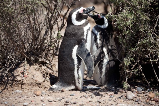 ...and some smore penguins