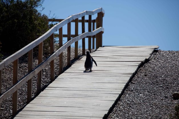 Let's go to meet my fellow penguins - just follow me!