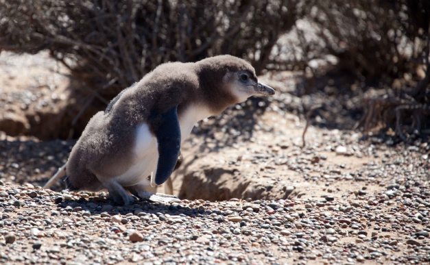 Baby penguin on his way back to the nest