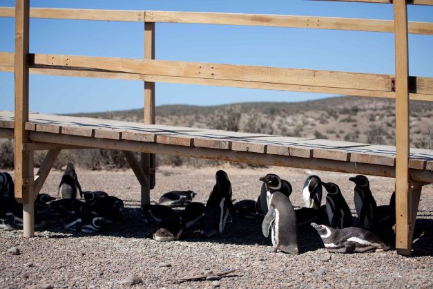 ...and it's quite hot so places in the shade are popular!