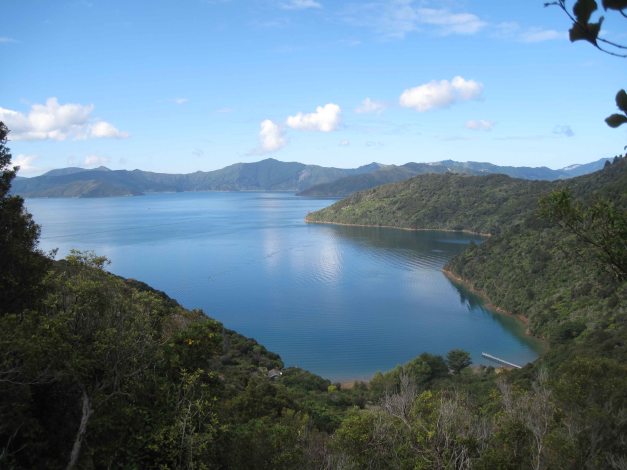 Aussicht vom Track auf dem Queen Charlotte Sound