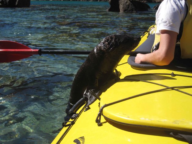 Der Sealwhisperer und das Robbenbaby...