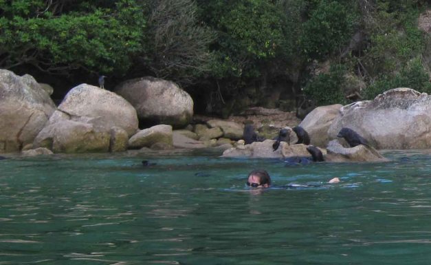 Schwimmen mit Robbenbabies