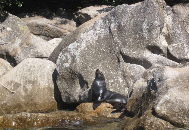 Auch am dritten Tag paddeln wir entlang der wunderschönen Küste und beobachten Seelöwen