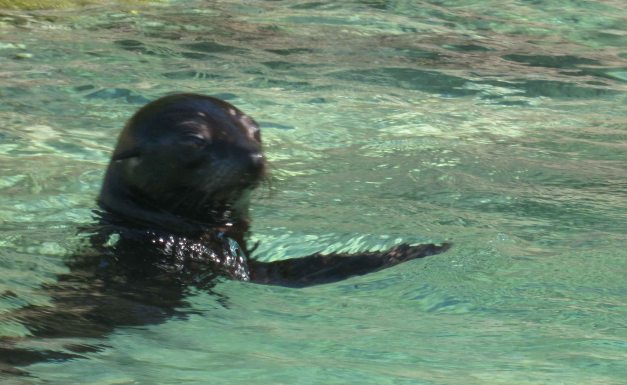 Schon kurz nach dem Start begrüsst uns der erste Seelöwe