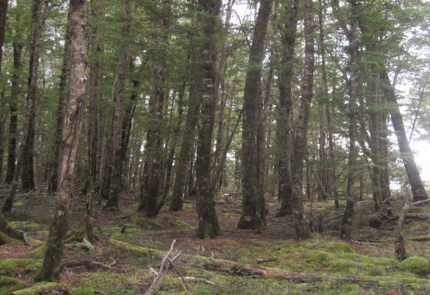 Zuerst geht's in der Ebene entlang des Beach Forests