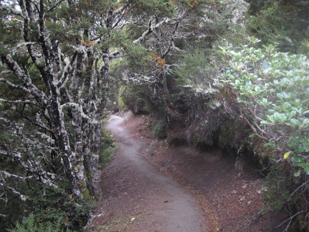 Ruhiger wird's erst als wir die Waldgrenze erreicht haben. Unzählige Spitzkehren später...