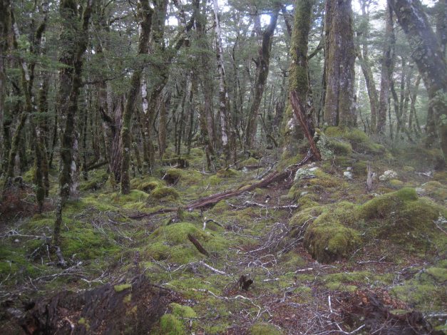 durch eine traumhafte Waldlandschaft