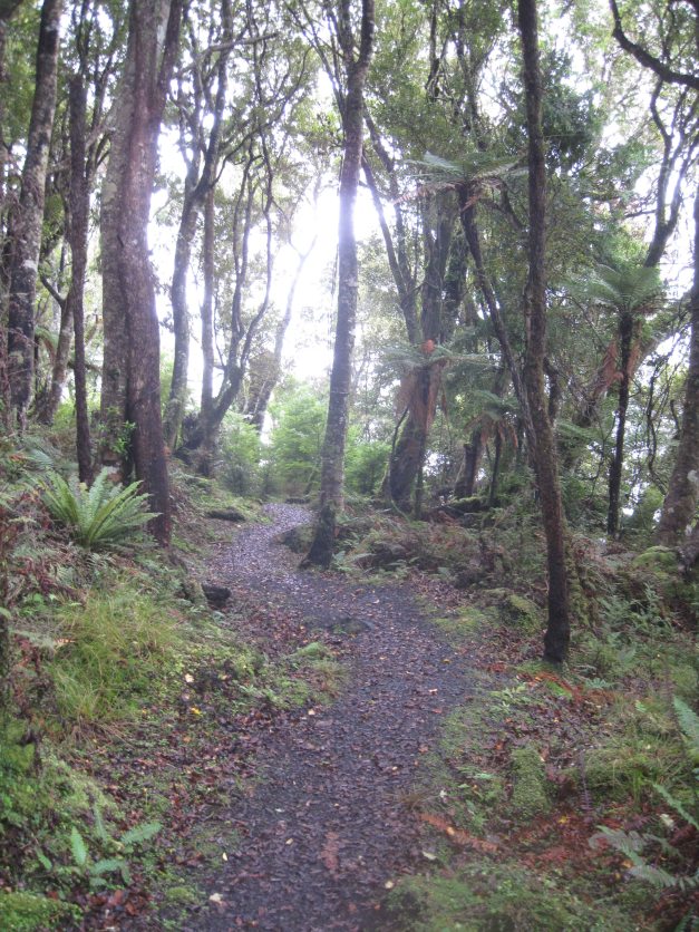Kurz danach ist Schluss mit Sandstrand. Ab jetzt führt der Weg quer über die Insel durch dichten Wald