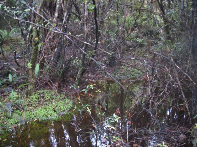 ...rechts ist Wald...