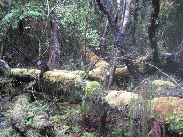 ...und hinten ist Wald...