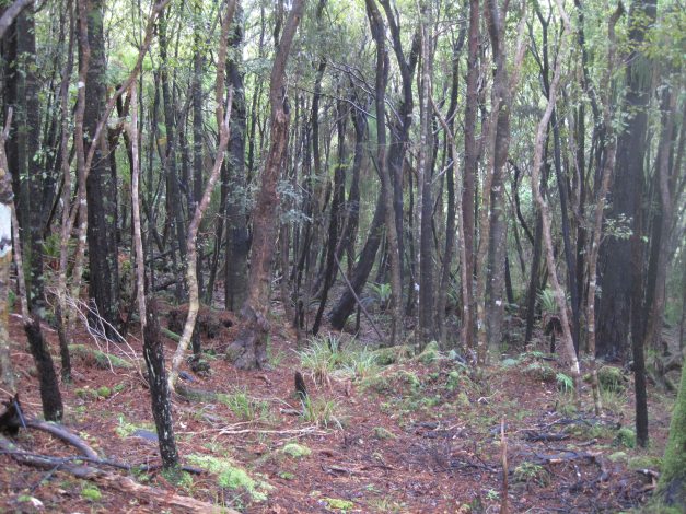 ...der endlose Wald,