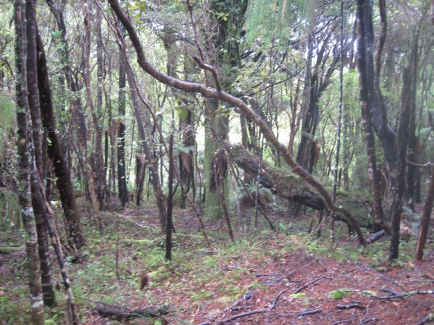 der hört und hört nicht auf.