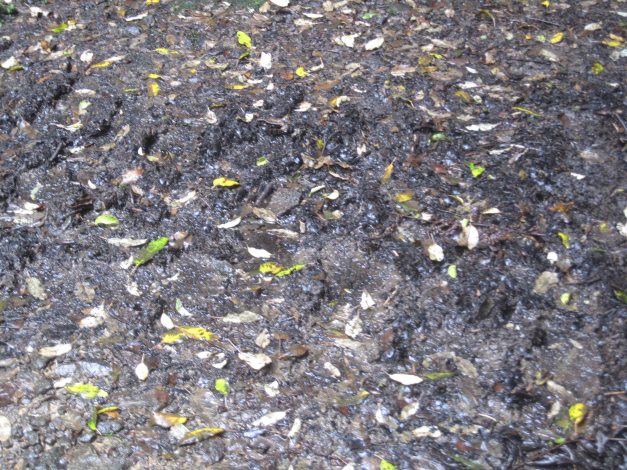 Jetzt ist aber genug: Langsam aber sicher geht mir der Wald und der Schlamm auf die Nerven...