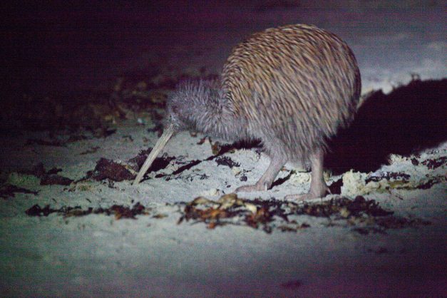 StewartIslandKiwi-5