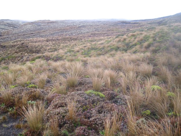 On the way from Whakapapa Village to Lower Tama Lake